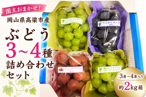 園主おまかせ！ぶどう3～4種詰め合わせセット 3房～4房入り 約2kg 化粧箱 岡山県 高梁市産 2776886 - 岡山県高梁市