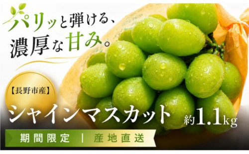 【2026年発送】 シャインマスカット 約1.1kg 2～3房 | シャインマスカット しゃいんますかっと シャインマスカット 果物 フルーツ マスカット ますかっと くだもの 先行予約 ブドウ 葡萄 長野ぶどう 長野市産 ぶどう シャインマスカット マスカット しゃいんますかっと 葡萄 果物 くだもの フルーツ 旬 種なし 種無し 信州 信濃 ふるさと納税 2777257 - 長野県長野市