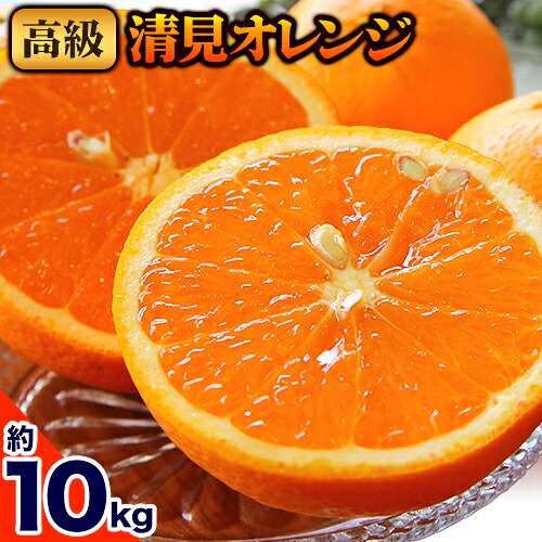 【先行予約】高級 清見オレンジ 約 10kg 主井農園《2月下旬-3月中旬頃出荷》 和歌山県 日高町 高級 清見 オレンジ 果物 柑橘 みかん 送料無料 2777324 - 和歌山県日高町