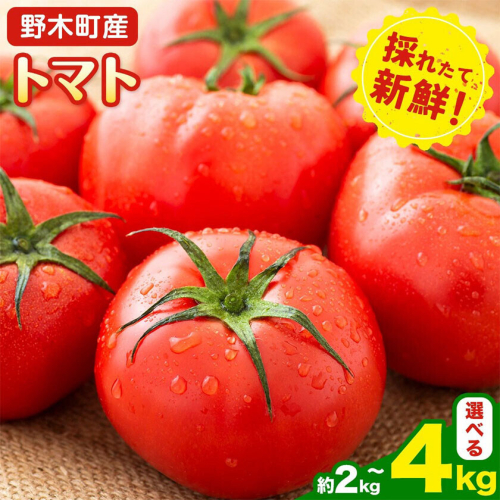 トマト 約2kg 小箱 約4kg 大箱 栃木県 野木町産 矢畑むらづくり組合 《2026年11月上旬-2027年3月末頃出荷予定》栃木県 野木町 トマト 野菜 新鮮 2777664 - 栃木県野木町