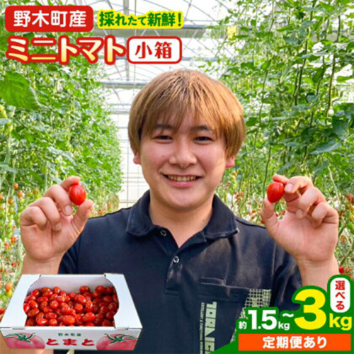 ミニトマト 約1.5kg 1箱 or 2箱【定期便あり】小箱 栃木県 野木町産 矢畑むらづくり組合 《出荷時期をお選びください》栃木県 野木町 トマト ミニトマト 野菜 新鮮 2777665 - 栃木県野木町