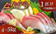 乙女 ブリ 1本 4~5kg （半身皮つき 半身皮なし アラ入り）丸ごと一本 ブランド鰤 極みブリ 冷蔵 ブリ しゃぶ 高知県 須崎市 高知 鰤 年末 正月 KS036-4-3x-1226