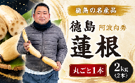 洗い れんこん 2kg 丸1本 1kg×2本 農家直送 レンコン 蓮根 れんこん 野菜 新鮮 人気 徳島蓮根 鳴門レンコン 蓮根屋 8月以降順次発送 徳島県