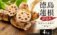 訳あり 洗い れんこん 4kg 農家直送 レンコン 蓮根 れんこん 野菜 新鮮 人気 徳島蓮根 鳴門レンコン 蓮根屋 10月以降順次発送 徳島県