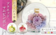 【パープル】プラネットマムピンポン プリザーブドフラワー アレンジメント お花ギフト / 大村市 サニーサイドファクトリー [ACCK043]