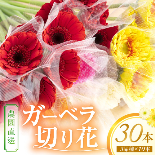農園直送 ガーベラ切り花30本【1294】 2781272 - 和歌山県御坊市