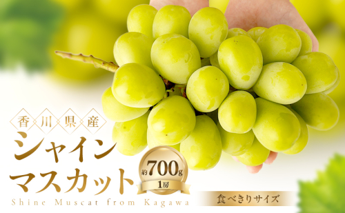 【食べきりサイズ】 シャインマスカット 約700g ぶどう ブドウ 葡萄 香川県産 国産 フルーツ 果物 2781273 - 香川県土庄町