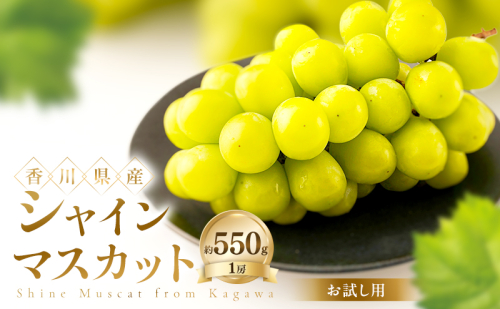 【お試し用】 シャインマスカット 約550g ぶどう ブドウ 葡萄 香川県産 国産 フルーツ 果物 2781274 - 香川県土庄町