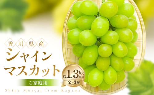 ご家庭用 シャインマスカット 約1.3kg以上(2～3房) ぶどう ブドウ 葡萄 香川県産 国産 フルーツ 果物 2781275 - 香川県土庄町