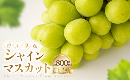 シャインマスカット 約800g以上(1～2房) ぶどう ブドウ 葡萄 香川県産 国産 フルーツ 果物 2781276 - 香川県土庄町