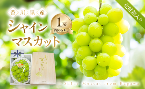【8月31日(夏休み)までの期間限定!!】 シャインマスカット 1房 化粧箱入り(約600g以上) ぶどう ブドウ 葡萄 香川県産 国産 フルーツ 果物 2781282 - 香川県土庄町
