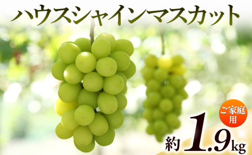 【8月31日（夏休み）までの期間限定価格!!】ご家庭用　シャインマスカット　約1.9kg 2781303 - 香川県土庄町