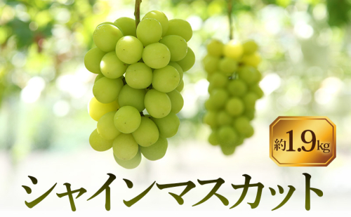 【8月31日（夏休み）までの期間限定価格!!】シャインマスカット　約1.9kg 2781307 - 香川県土庄町
