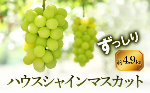 【8月31日（夏休み）までの期間限定価格!!】ハウスシャインマスカット　ずっしり　約4.9kg 2781310 - 香川県土庄町