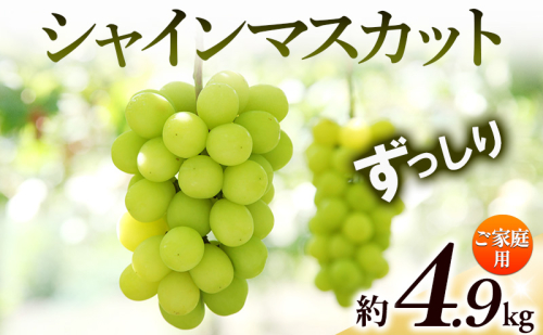 【8月31日（夏休み）までの期間限定価格!!】ご家庭用　シャインマスカット　ずっしり　約4.9kg 2781313 - 香川県土庄町