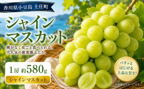 シャインマスカット  1房 約580g マスカット フルーツ 果物 香川県 土庄町 2781320 - 香川県土庄町