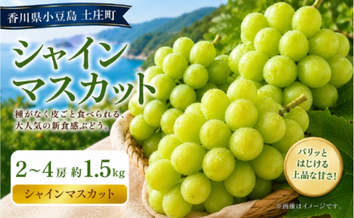 シャインマスカット  2～4房 約1.5kg マスカット フルーツ 果物 香川県 土庄町 2781325 - 香川県土庄町