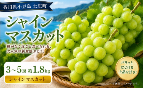 シャインマスカット  3～5房 約1.8kg マスカット フルーツ 果物 香川県 土庄町 2781326 - 香川県土庄町