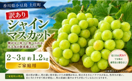 訳あり シャインマスカット  2～3房 約1.2kg マスカット フルーツ 果物 香川県 土庄町 2781329 - 香川県土庄町