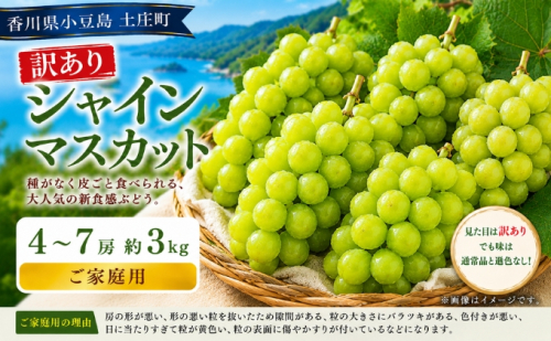 訳あり シャインマスカット  4～7房 約3kg マスカット フルーツ 果物 香川県 土庄町 2781331 - 香川県土庄町