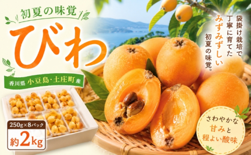 初夏の味覚 びわ  約2kg フルーツ 果物 香川県 土庄町 2781336 - 香川県土庄町