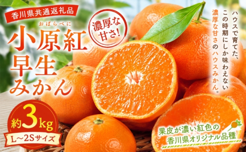 小原紅早生みかん  約3kg みかん フルーツ 果物 香川県 土庄町 2781342 - 香川県土庄町