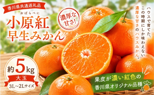 小原紅早生みかん  大玉 約5kg みかん フルーツ 果物 香川県 土庄町 2781344 - 香川県土庄町