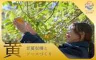 むなかた大島五色の旅「黄」甘夏収穫と甘夏ソース作り（2名様）～テーマは【実り】～【DMOむなかた】_HA2104 宗像大島 体験 チケット 甘夏 福岡県宗像市 宗像市 福岡 宗像