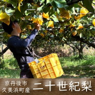 [先行予約]京丹後産 二十世紀梨 3kg(6〜10個)(2026年8月下旬〜発送)二十世紀梨 20世紀梨 梨 京丹後 なし 秋