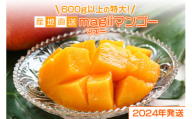 【2024年発送】産地直送　magiiマンゴー 600g以上の特大！完熟マンゴー
