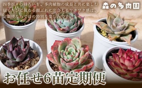 【何が届くかお楽しみ！】色づきの美しい多肉植物お任せ6苗6か月定期便  多肉植物 多肉 植物 家庭菜園 初心者 簡単 厳選 無加温 お任せ 苗 美しい ハウス 色鮮やか 輸入苗 名張市特有 盆地気候 三重県 名張市 2783104 - 三重県名張市