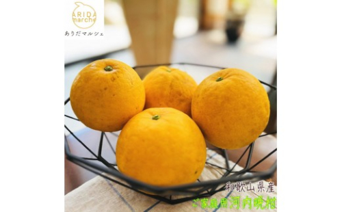 有田育ちの 爽やか 河内晩柑 (ご家庭用) 約1.5kg［2027年4月から発送］［MS169］ 2783679 - 和歌山県上富田町
