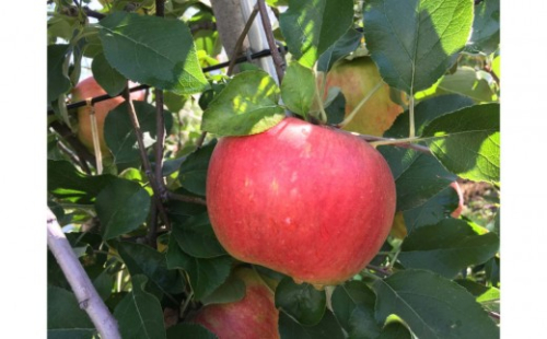 信州りんご4種訳あり定期便｜贅沢食べ比べ各2kg｜ シナノスイート シナノゴールド 秋映 サンふじ りんご 訳あり 贅沢食べ比べ 家庭用 人気 おすすめ フルーツ 産地直送 果物 旬の味覚  送料無料 長野県 長野市 信州 信濃 ふるさと納税 2783771 - 長野県長野市