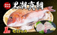 高知県 須崎市産 養殖真鯛  まるごと 1尾 セミドレス 真鯛 マダイ 鯛 刺身 さしみ お刺身用 柵 丸ごと 半身 皮なし 下処理済み 鯛しゃぶ 鯛めし 鯛茶漬け カルパッチョ 塩焼き 煮付け 海鮮 魚介類 片身 ギフト 三枚おろし 産地直送