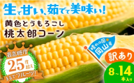牛窓産 とうもろこし 2027年先行予約 訳あり 桃太郎コーン 8～14本入り 約3kg まるでフルーツ 最高糖度 25度超え 黄色とうもろこし コーン 野菜 髙田農園