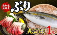 ブリ  丸ごと1尾  フィーレ ロイン  高知県 須崎市 鰤 養殖ブリ 寒ブリ ブリしゃぶ 刺身 お刺身用 柵 半身 スキンレス 神経締め ぶりしゃぶ 漬け丼 海鮮丼 カルパッチョ 魚介 煮物 煮つけ ぶりかま 冷蔵 産地直送