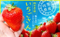 【先行予約】伊万里産　特選「いちごさん」　450ｇ以上×2パック　～鶴田農園～ B276