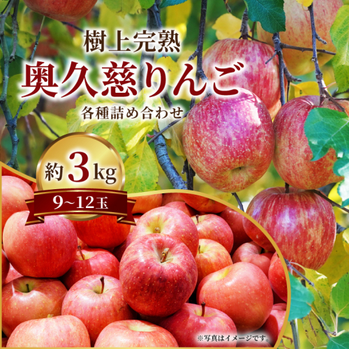 【先行予約】仲野りんご園の奥久慈りんご（各種詰め合わせ）約3kg（9～12玉）｜茨城県 大子町 エコファーマー 樹上完熟 林檎 アップル 紅玉 秋映 陽光 シナノスイート 食べ比べ 果物 フルーツ 旬 秋 味覚 ギフト 贈答（DF002） 2788214 - 茨城県大子町