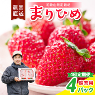 【4回定期便 】毎月届く幸せ「まりひめ」を農家直送で【贈答用】4パック ＜固定月配送＞ 【配送不可地域：北海道・青森・秋田・岩手・沖縄・離島】