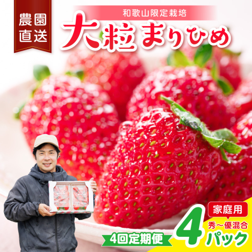 【4回定期便】大粒の贅沢！毎月届く幸せ「まりひめ」を農家直送で【家庭用】4パック ＜固定月発送＞ 【配送不可地域：北海道・青森・秋田・岩手・沖縄・離島】 2788586 - 和歌山県御坊市
