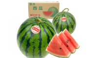 大玉すいか 2玉入り 3L以上 約16kg スイカ 西瓜 すいか 熊本産 熊本県産 果実 果物 くだもの フルーツ 【 2027年5月上旬～6月下旬発送予定 】