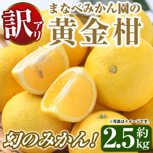 ＜先行予約受付中！2027年2月上旬以降順次発送予定＞訳あり！まなべみかん園の黄金柑(約2.5kg) 国産 鹿児島県産 阿久根市産 柑橘類 果物 フルーツ みかん ミカン 蜜柑 期間限定 数量限定 デザート ご家庭用 【有限会社まなべみかん園】akn034-10 2791083 - 鹿児島県阿久根市