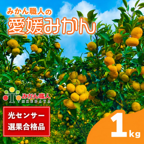 【先行予約】訳あり 愛媛みかん 1kg 人気 みかん 冬 秋 旬 厳選 光センサー選果 柑橘 かんきつ 果物 くだもの 国産  少量 お試し フルーツ スイーツ デザート ご褒美 みかん 蜜柑 大小 サイズ ミックス 不揃い 傷 温州 温州みかん 美味しい 農家直送 地場産品 こだわり みかん職人武田屋 愛媛県 愛南町 2791578 - 愛媛県愛南町