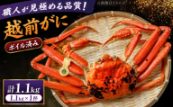 【先行予約/11月18日より順次配送】越前がに 1.1kg×1杯 茹で 福井県産ズワイガニ / かに カニ 蟹 越前ガニ ズワイガニ ボイル / 小浜市 / 一進わかさ【配送不可地域：北海道・沖縄・離島】 [BFES011]