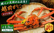 【先行予約/11月18日より順次配送】【訳あり】越前がに 1.3kg×1杯 茹で 福井県産ズワイガニ 脚折れ・欠け / かに カニ 蟹 越前ガニ ズワイガニ ボイル / 小浜市 / 一進わかさ【配送不可地域：北海道・沖縄・離島】 [BFES031]