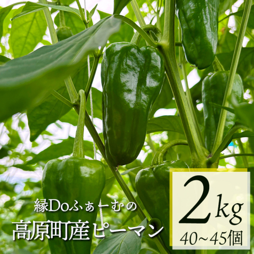 宮崎県高原町産ピーマン2kg（約40～45個）　[国産 九州産 炒め物 焼肉 BBQ 肉詰め 天ぷら 中華 10000円以下] TF0919ーP00082 2793317 - 宮崎県高原町