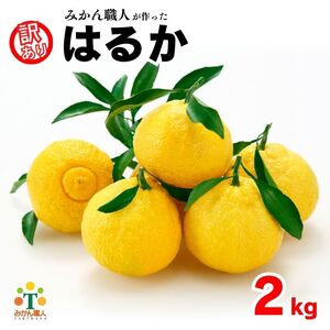 【先行予約】 訳あり はるか 2kg なくなり次第終了 フルーツ 果物 みかん 柑橘 かんきつ 期間限定 みかん 蜜柑 冬 糖度 みかん職人武田屋 2793894 - 愛媛県愛南町