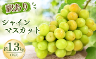 【農家直送（収穫日に発送）】訳アリ シャインマスカット 1.3kg | 訳あり 訳アリ シャインマスカット 種なし ぶどう 詰め合わせ  農家直送 収穫日発送 新鮮 フルーツ 果物 お取り寄せ 季節限定 愛知県 豊田市