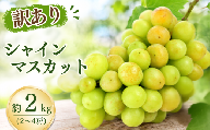【農家直送（収穫日に発送）】訳アリ シャインマスカット 約2kg | 訳あり 訳アリ シャインマスカット 種なし ぶどう 詰め合わせ  農家直送 収穫日発送 新鮮 フルーツ 果物 お取り寄せ 季節限定 愛知県 豊田市
