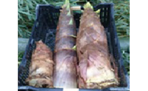 たけのこ 約4kg 野菜 竹の子 筍  27941 - 新潟県田上町